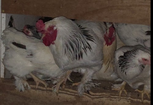 Brahma hatching eggs dozen - brahma, 1