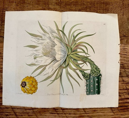1819 botanical register - botanical,