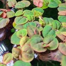 🍁 50x Red Root Floater + **1 Bonus** Plant Live Floating Aquarium Plants