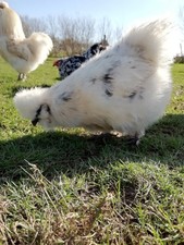 Chicken Mixed breeds 6 eggs