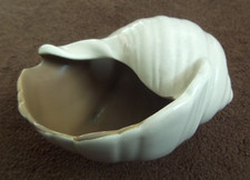 POOLE SHELL  5" (13cm) across