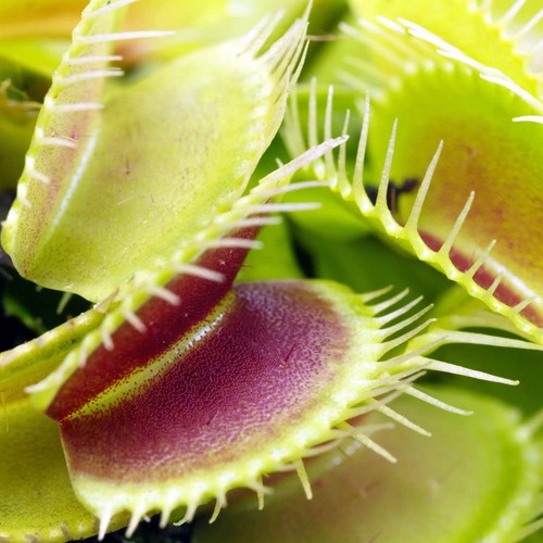 Venus fly trap dionaea - venus,
