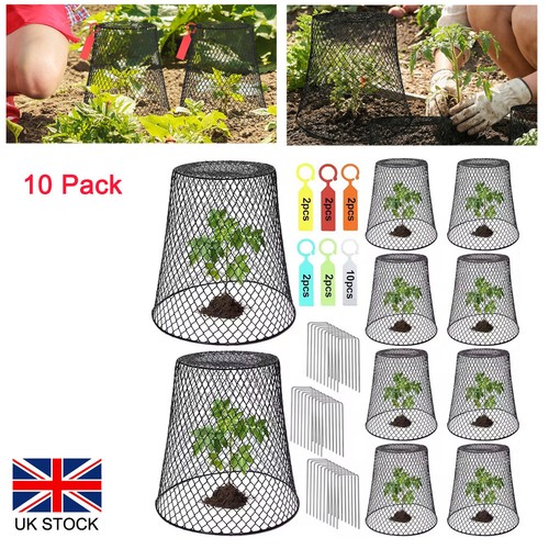 Chicken wire cloche plant - chicken,