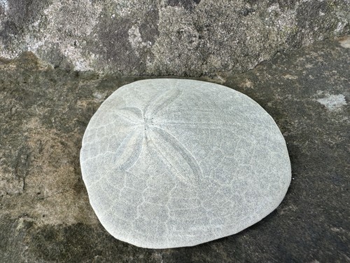 Large natural sand - 3.5"+,