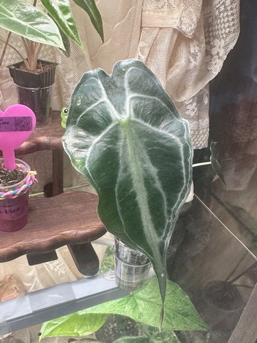 Large alocasia venom - large, in