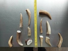 Red Deer Antler Stag pieces x