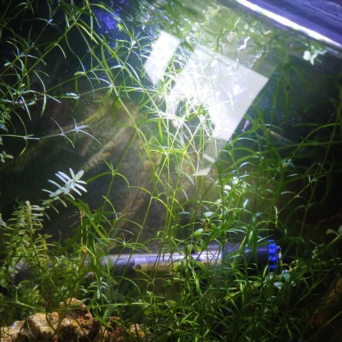 Snail free guppy - snail, grass