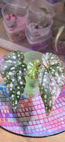 Begonia maculata pink - begonia,