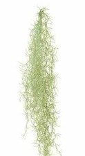 Spanish Moss - Tillandsia