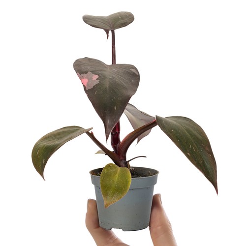 Baby philodendron pink - philodendron,