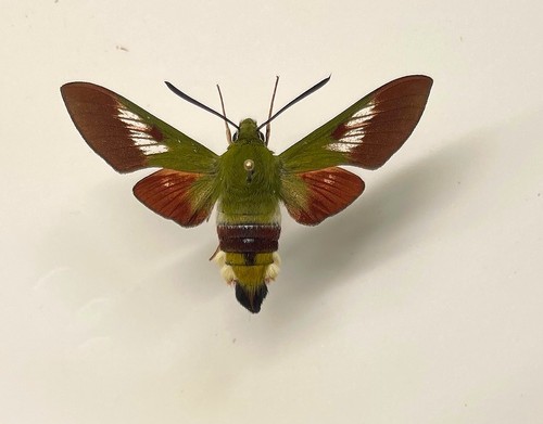 Sphingidae hemaris dentata - hemaris,