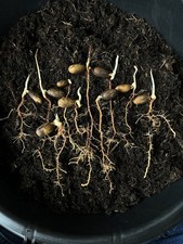 Quercus Robur English Oak