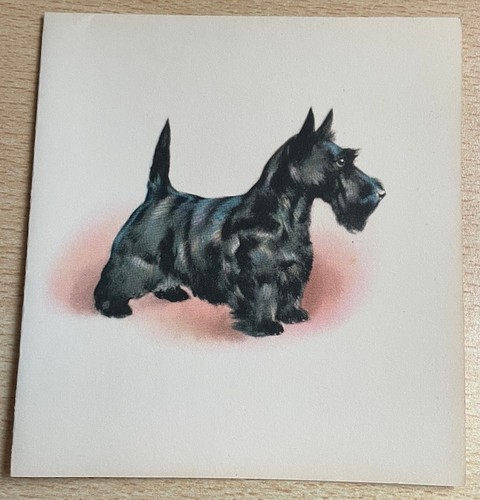 Dog scottish terrier - dog,