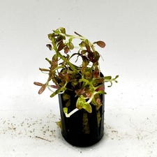 Live Tropical Aquarium Potted