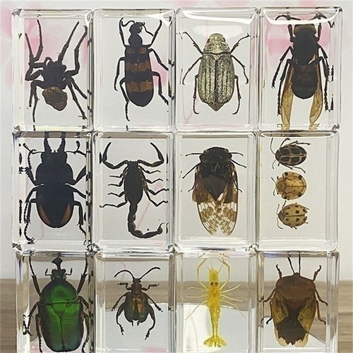 Insect resin specimen - in,