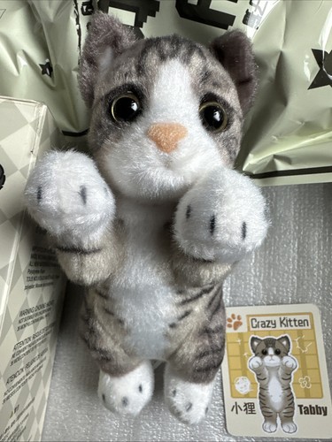 Crazy kitten tabby standing - kitten,