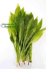 Amazon Sword - 1 - 100 loose - Tropical Water Live Aquarium Plants