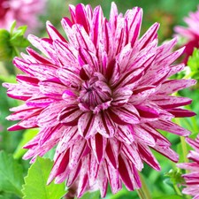 3 x Dahlia Blackberry Ripple