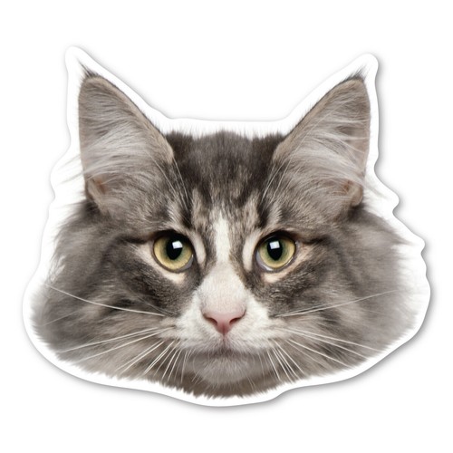 Norwegian forest cat magnet - norwegian,