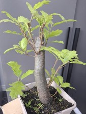chunky  Oak Bonsai Tree
