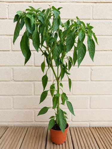 Specimen plant - ‼️specimen, plant‼️
