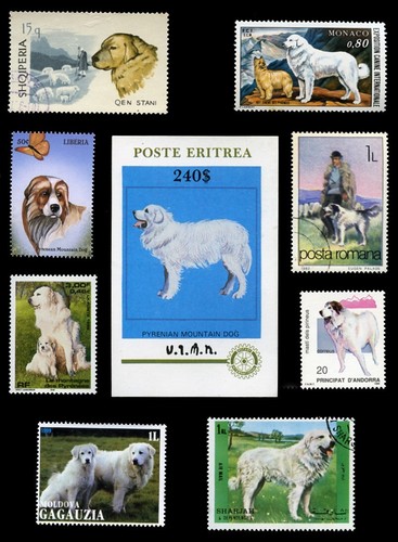 Pyrenean mountain dog pmd - dog,