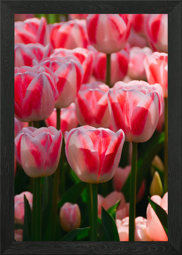 Pink tulips field framed - pink,