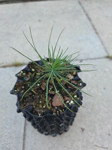 Plant pinus lambertiana - pinus,