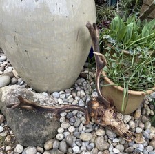 Real Animal Skull Fallow Deer Antlers Bone Head Genuine Remains Fresh Find UK