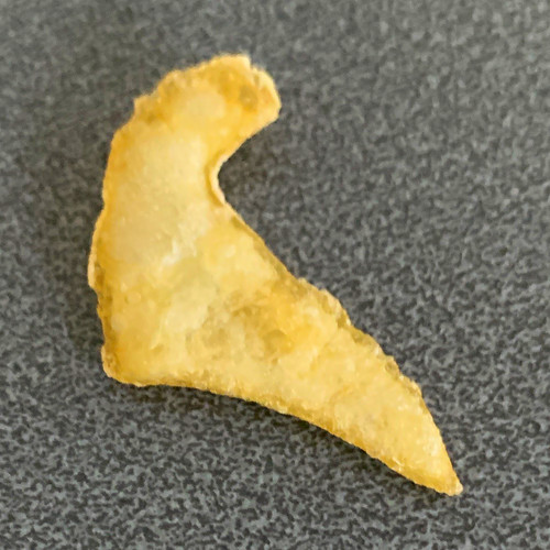 Fossil shark tooth specimen - shark,
