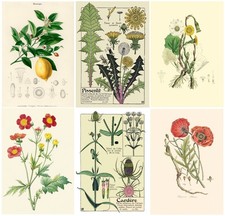 VINTAGE BOTANICAL WALL ART