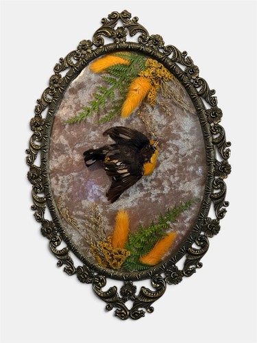 Convex glass frame - glass, taxidermy