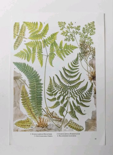 Oak fern print - fern, vintage