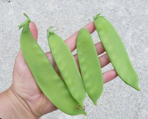 Giant snow pea - giant,