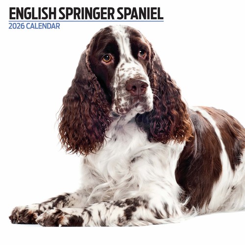 English springer spaniel - english,