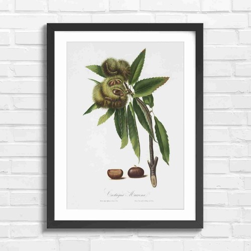Vintage chestnut burs and - vintage,