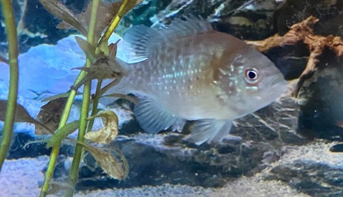 Live bantam sunfish - live,