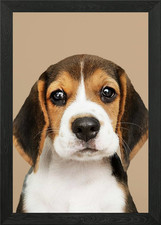 Adorable Beagle puppy Framed