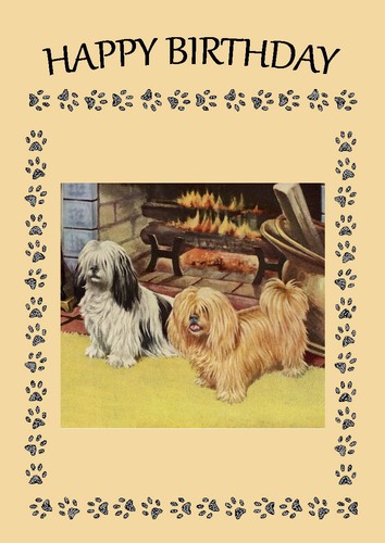 Lhasa apso dog birthday - lhasa,