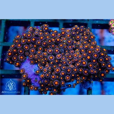 Purple orange zoa - orange,