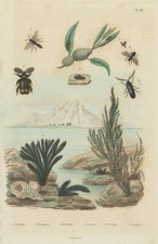 Cerapterus (Ant nest beetle). Ceratina. Cerceris wasp. Froghopper. Blaptini 1833