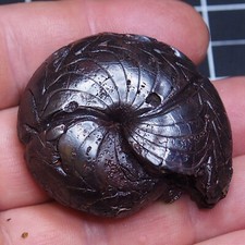 LARGE 49mm Goniatite Discoclymenia Hematite Devonian Fossil Ammonite 010