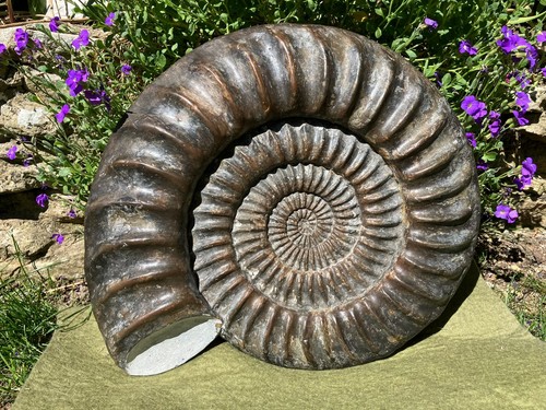 Ammonite very large - , fossil