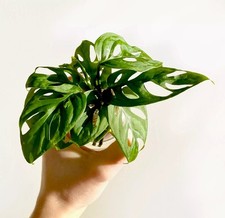 1 x Swiss Cheese / Monkey Mask ROOTING | House plant Cutting | Leaf 6cm+