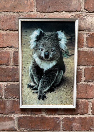 Vintage framed koala bear - vintage,
