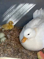 6 fertile call duck hatching