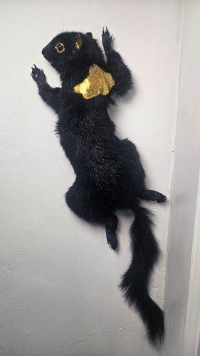 Unique black squirrel wall - black,