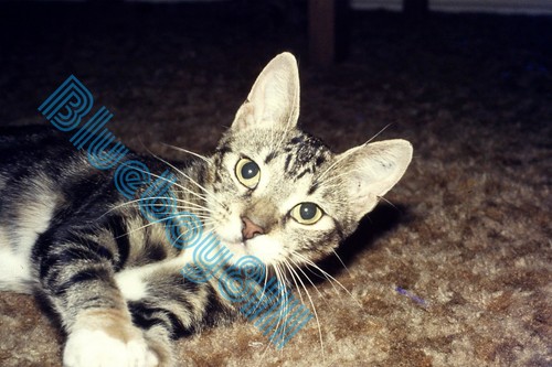 Kittens cats up to - x,