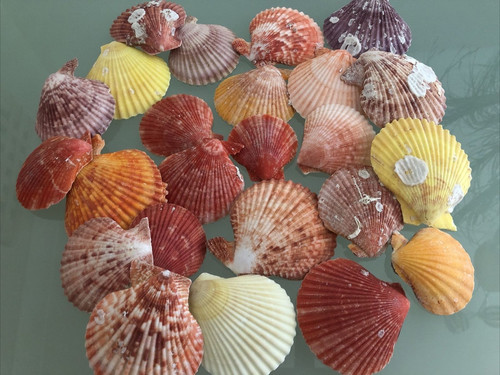 Coloured craft pecten - craft,