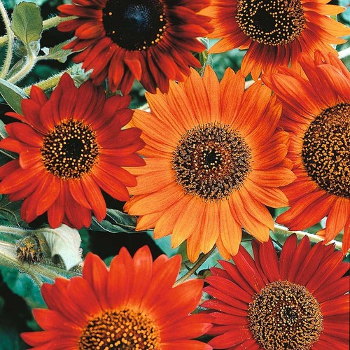 Thompson morgan sunflower - thompson, &